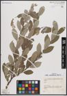 Foto von Salix cantabrica Rech. f.
